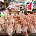 IFM_Malaysia poultry export ban