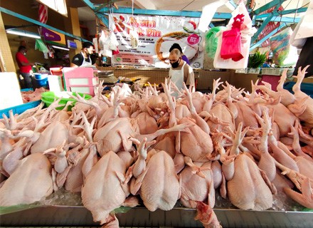 IFM_Malaysia poultry export ban