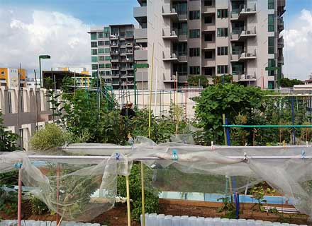 IFM_Singapore roof top farming-image